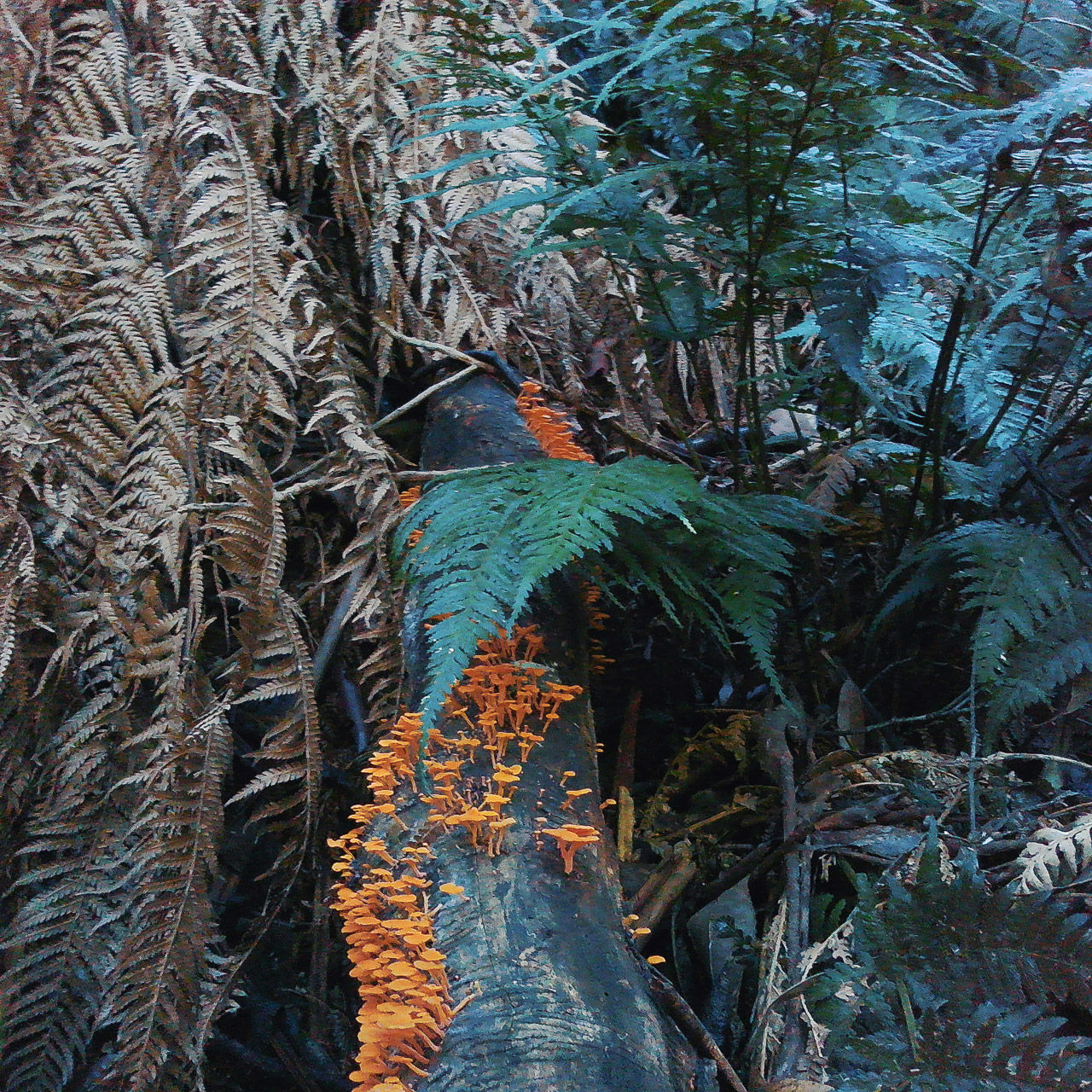 what a sick website! i'm thinking it'll be fun to post my unserious and experime