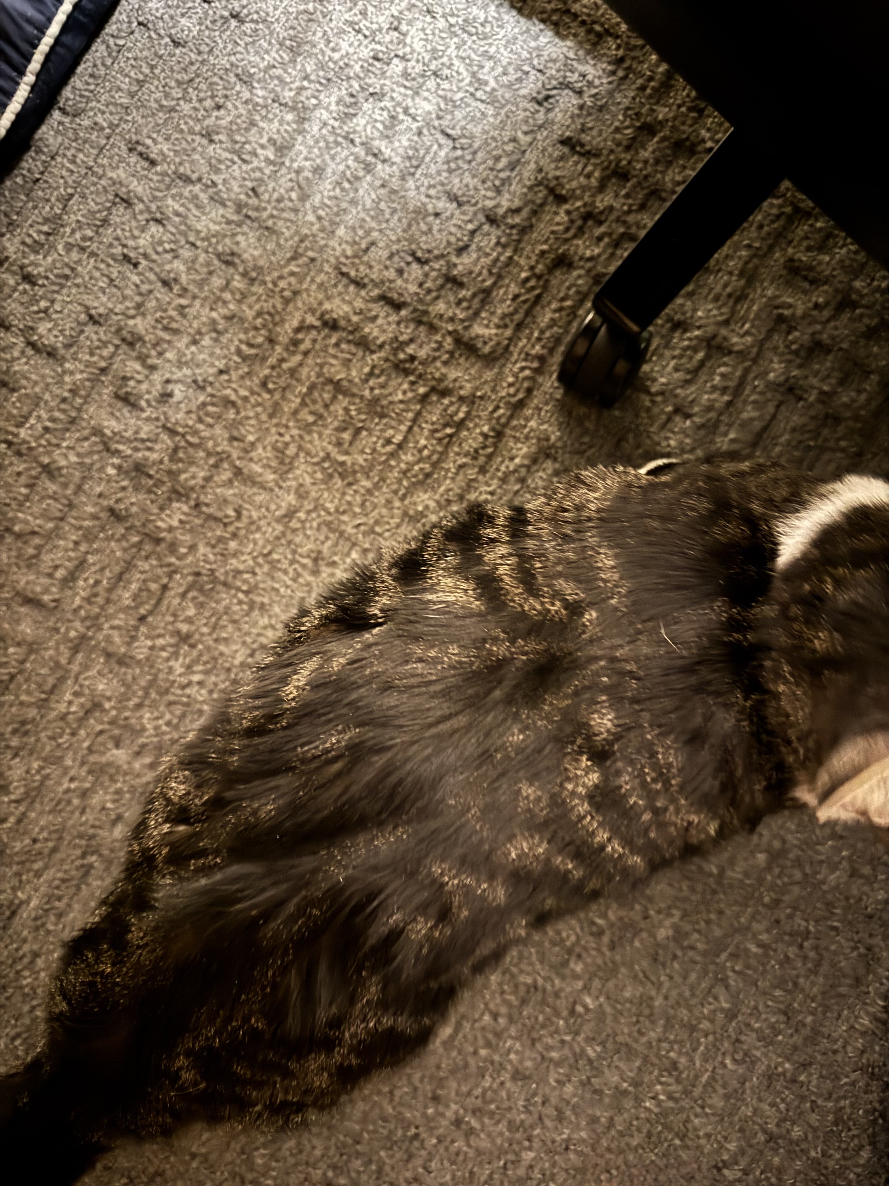 @Payton has a thing for fat pussy, so thought I would share mine…